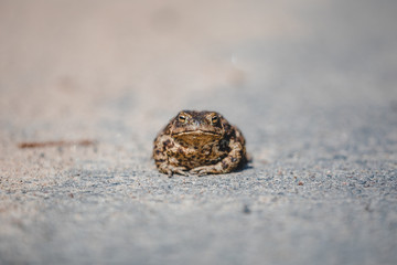 close portrait of toad on the road in daytime in spring