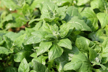 New Zealand spinach/ Cook's cabbage (Tetragonia tetragonioides) the edible leaves plant used as leafy vegetable like spinach