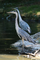 H&eacute;rons cendr&eacute;s