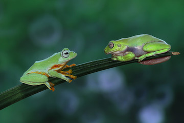 Flying frog on red flower, beautiful tree frog on red flowe, animal closeup