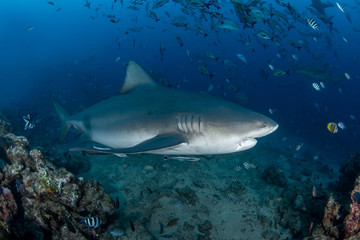 Bull Shark, Carcharhinus leucas in deep blue ocean