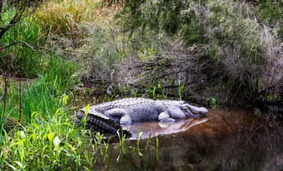 Close up of large alligator waiting on the rivers edge for prey