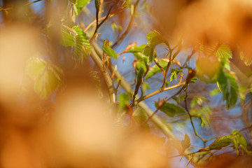 frisches Grün zwischen alten Herbstlaub (Rotbuche)