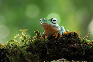 Flying frog on red flower, beautiful tree frog on red flowe, animal closeup