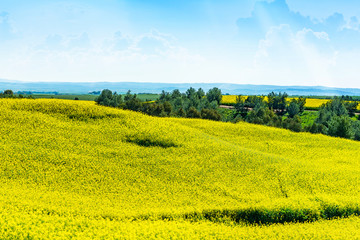 agricultural field with yellow rape