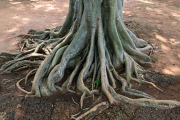 The root of banyan tree
