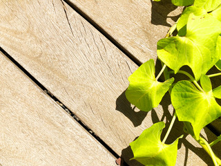 Wooden floor  green leaves in  summer. Close up view.