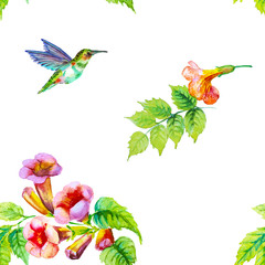 Campsis flower with hummingbird isolated on white.Seamless pattern