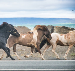 Fototapeta na wymiar Running horses along Iceland road