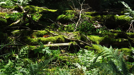 Fototapeta premium Waldboden