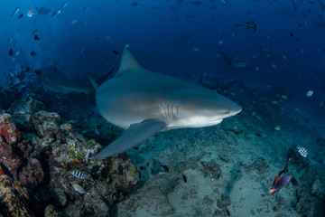 Obraz na płótnie Canvas Bull Shark, Carcharhinus leucas in deep blue ocean