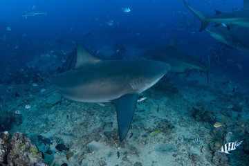 Bull Shark, Carcharhinus leucas in deep blue ocean