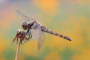 枯草に止まるアキアカネ