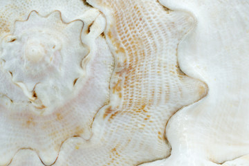 Texture of a white seashell close-up, sea shell macro