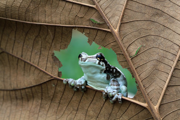 Amazon milk frog on yellow flower, animal closeup, panda tree frog,  Small amazon milk frogs appear in the middle of dried leaves, Panda Bear Tree Frog, Trachycephalus resinifictrix