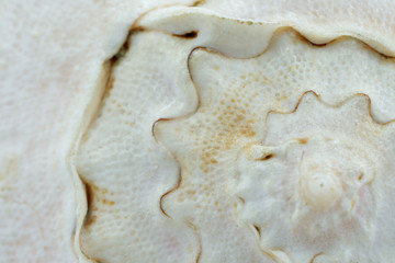 Texture of a white seashell close-up, sea shell macro