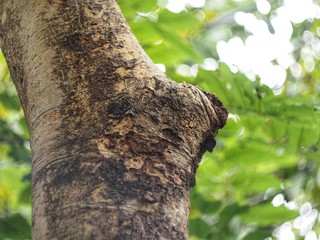 Multiply trees are sacred trees in Thailand.