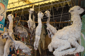 Lama Babys Witches Markt