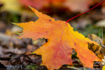 Obraz na płótnie Canvas autumn, fall, tree, nature, park, trees, leaves