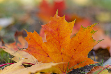 Naklejka na ściany i meble autumn, fall, tree, nature, park, trees, leaves