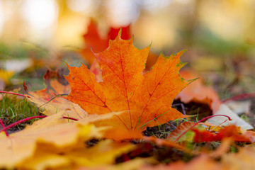 autumn, fall, tree, nature, park, trees, leaves
