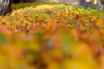 autumn, fall, tree, nature, park, trees, leaves