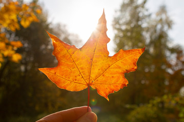 autumn, leaf, fall, maple, leaves, nature
