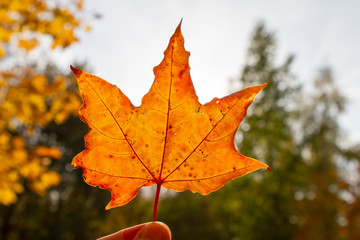 autumn, leaf, fall, maple, leaves, nature