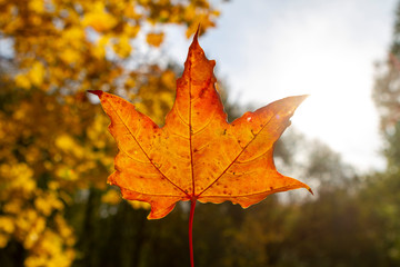 autumn, leaf, fall, maple, leaves, nature