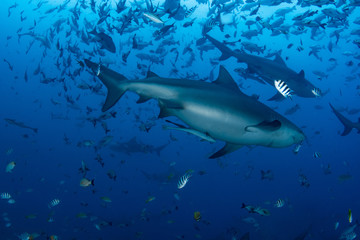 Bull Shark, Carcharhinus leucas in deep blue ocean