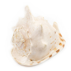 Fototapeta na wymiar Big seashell isolated on white background. huge sea shell