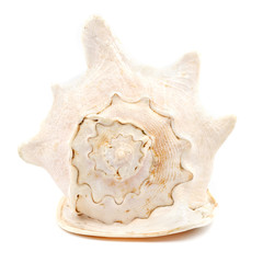 Big seashell isolated on white background. huge sea shell