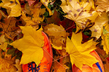 autumn, leaf, fall, maple, leaves, nature
