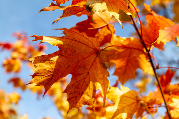 Fototapeta na wymiar autumn, leaf, fall, maple, leaves, nature