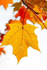 autumn, leaf, fall, maple, leaves, nature
