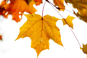 autumn, leaf, fall, maple, leaves, nature