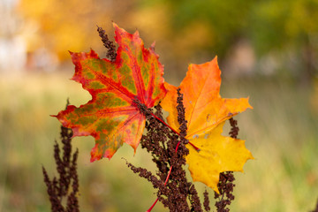 autumn, leaf, fall, maple, leaves, nature