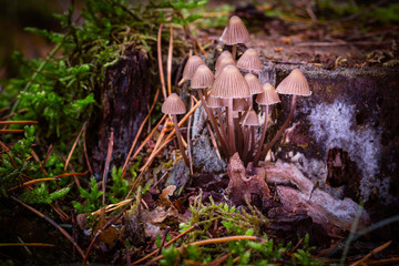 Family wild mushroom.
