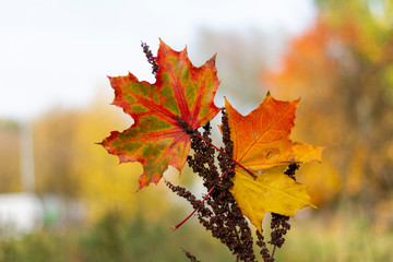autumn, leaf, fall, maple, leaves, nature