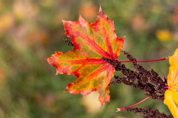 autumn, leaf, fall, maple, leaves, nature