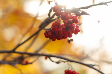 autumn, leaf, fall, maple, leaves, nature
