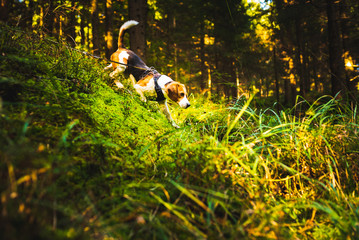 The beagle dog in sunny autumn forest. Alerted huond searching for scent and listening to the woods sounds.