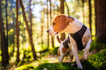 The beagle dog in sunny autumn forest. Alerted huond searching for scent and listening to the woods...