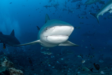 Bull Shark, Carcharhinus leucas in deep blue ocean