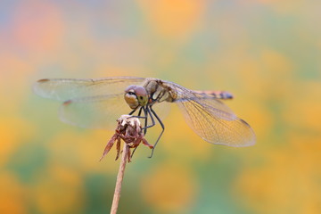 枯草に止まるアキアカネ
