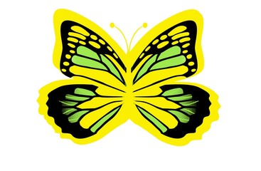 butterfly isolated on white 