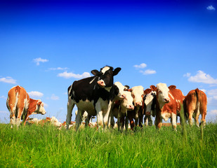 Cows on a green summer meadow