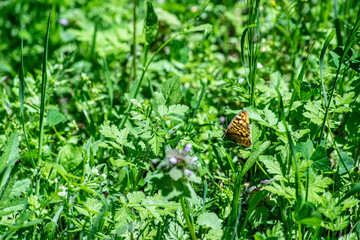 Mariposa sobre verde