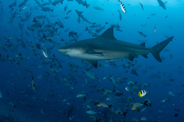 Obraz premium Bull Shark, Carcharhinus leucas in deep blue ocean