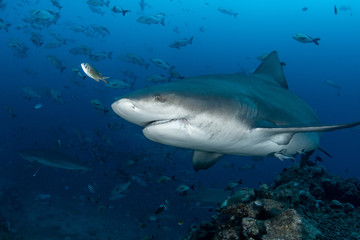 Bull Shark, Carcharhinus leucas in deep blue ocean